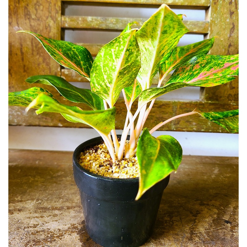 Aglaonema Sparkling Sarah Plant in a Ceramic Pot