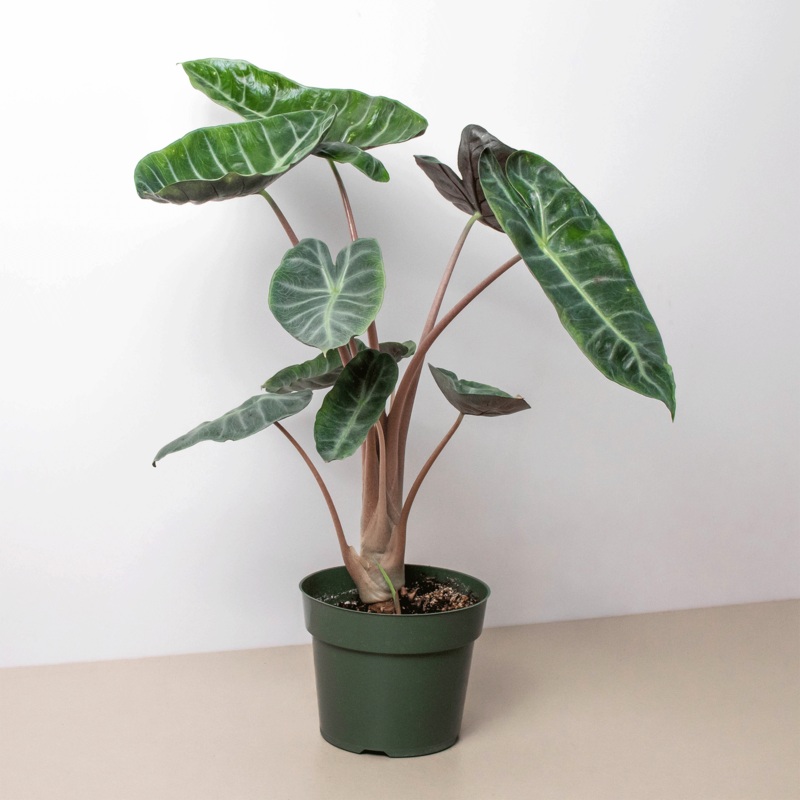 Alocasia ‘Pink Dragon’|6″ Pot