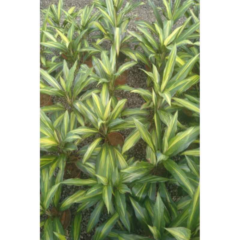 Cordyline Glauca Variegated Plant in Poly Bag