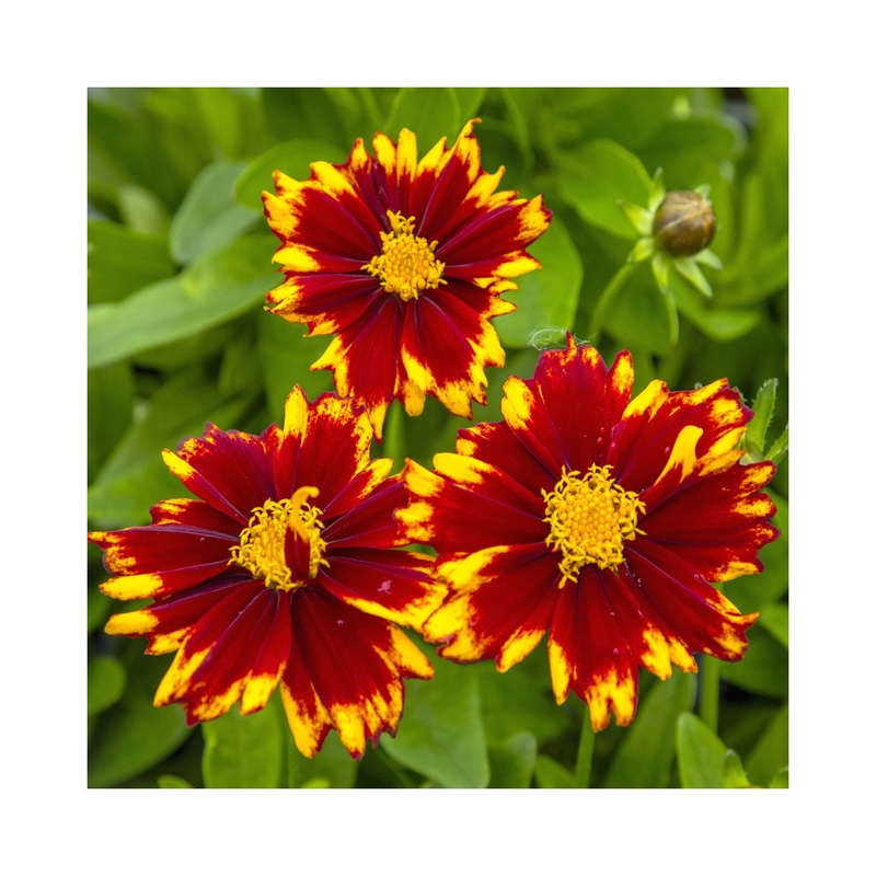 Coreopsis UpTick Red|Established 9c Potted Plant