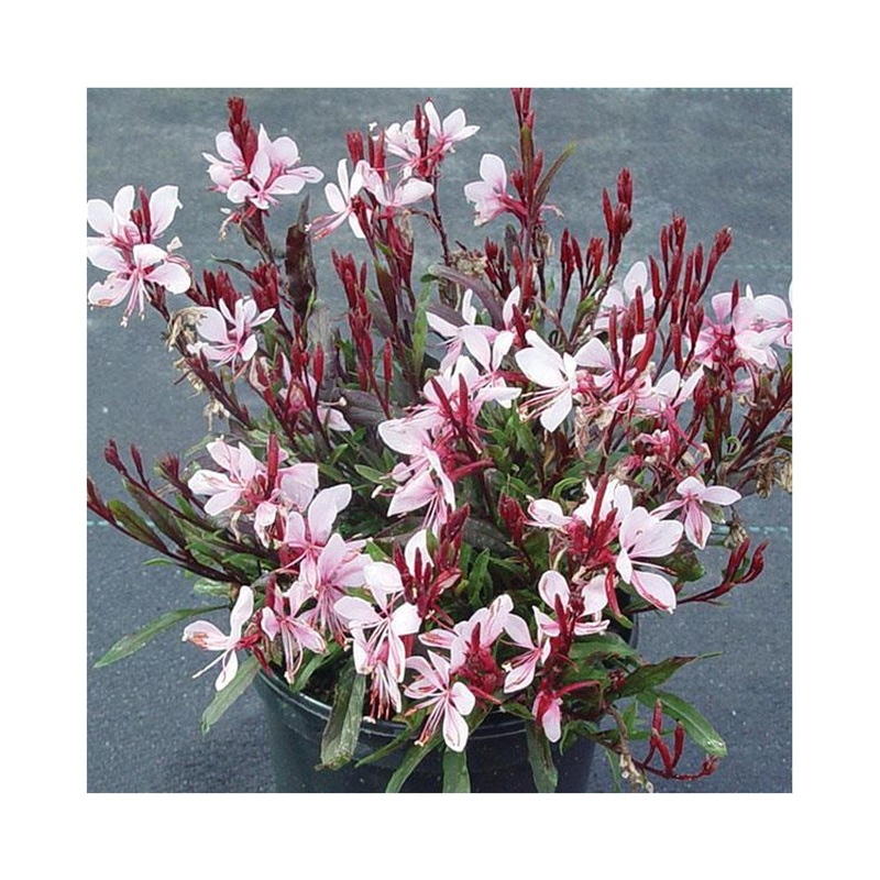 Gaura Gaudi Pink|Established 9cm Pot