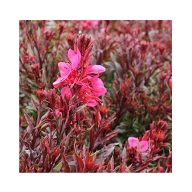 Gaura Gaudi Red|Established 9cm Pot