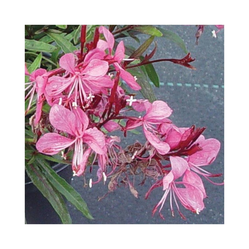 Gaura Gaudi Rose|Established 9cm Pot