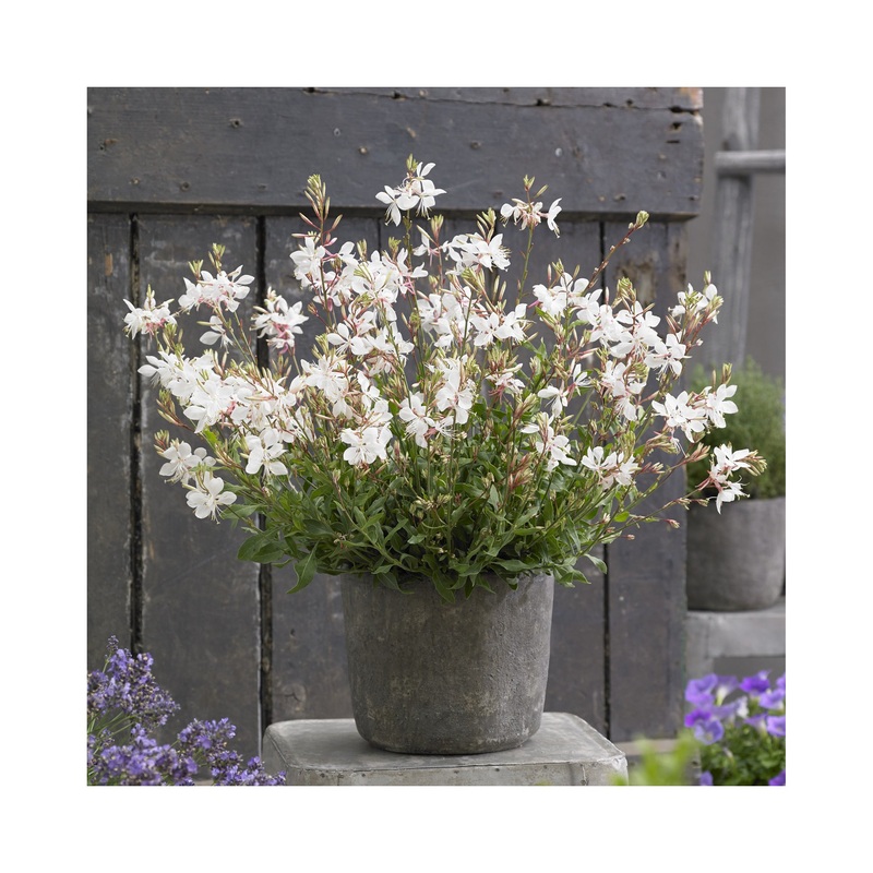 Gaura Gaudi White|Established 9cm Pot