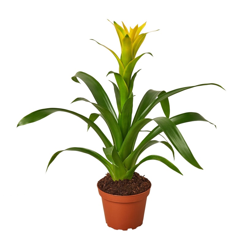 Guzmania Bromeliad ‘Yellow’|4″ Pot