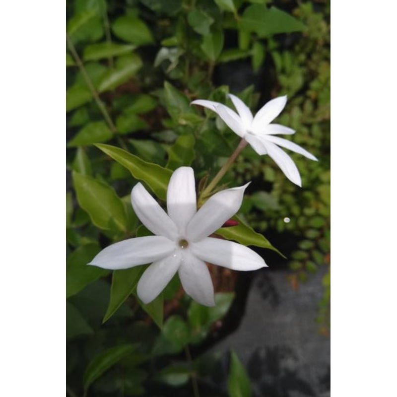 Jasminum Grandiflorum Plant in Poly Bag