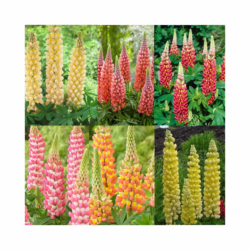 Lupin West Country Collection|6 Established 9cm Plants