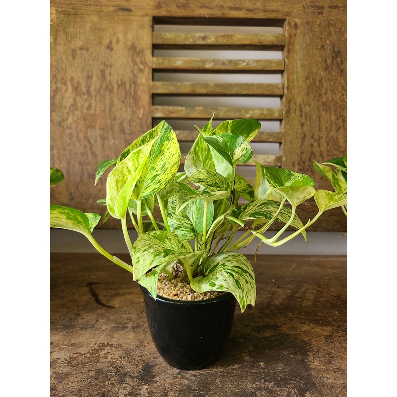 Marble Queen Pothos in a Black Ceramic Pot