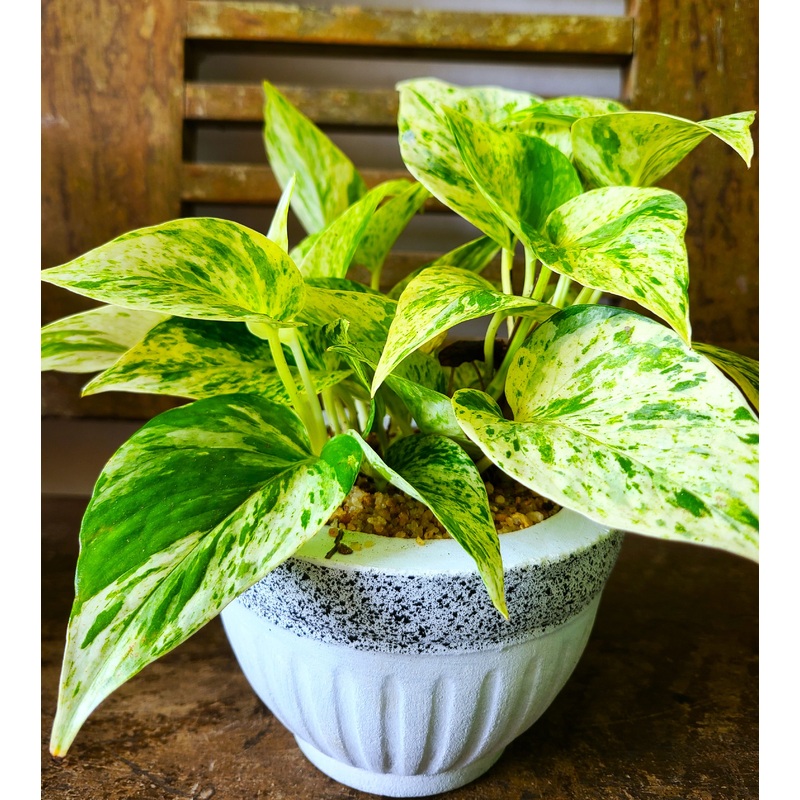 Marble Queen Pothos Plant in a Cement Pot