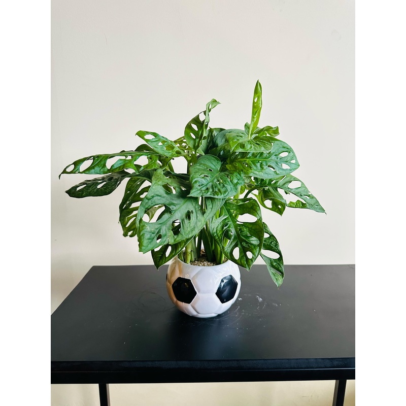 Monstera Adansonii Plants Arrangement in a Decorative Ceramic Pot