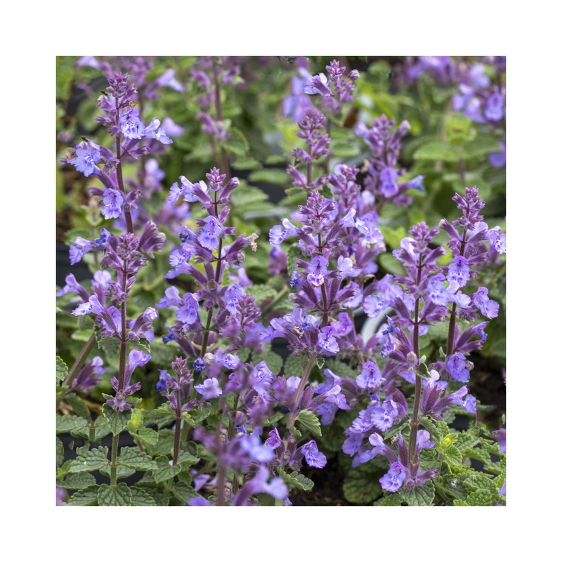 Nepeta Cats Pajamas|Established 9c Potted