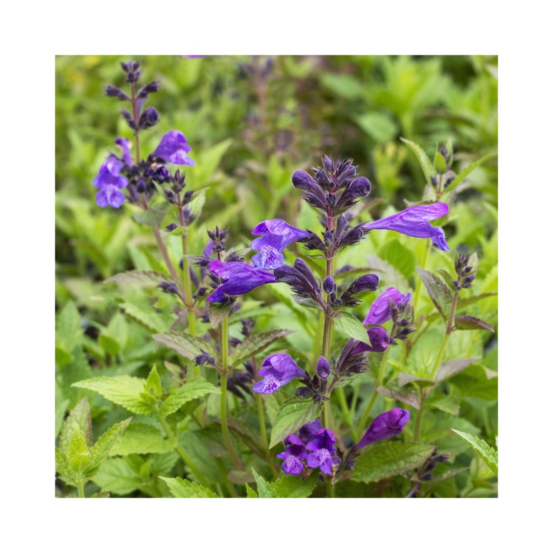 Nepeta Prelude Purple|Established 9c Potted