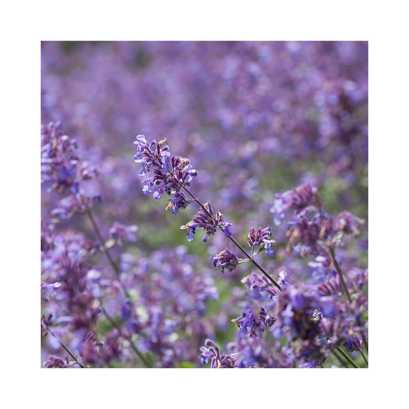 Nepeta Six Hills Giant|Established 9c Potted