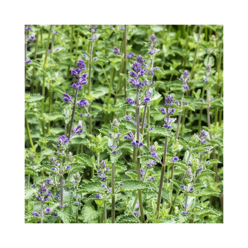 Nepeta Walkers Low|1 Established 9cm Plant