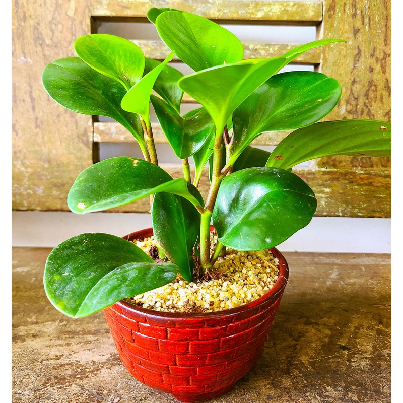 Peperomia Plant in a Ceramic Pot
