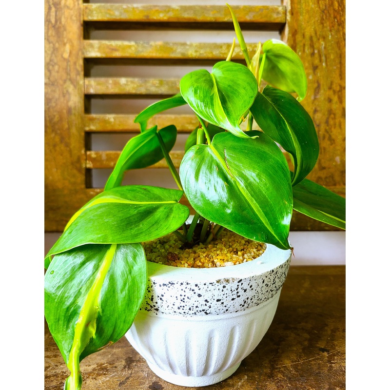Philodendron Brasil Plant in a Cement Pot