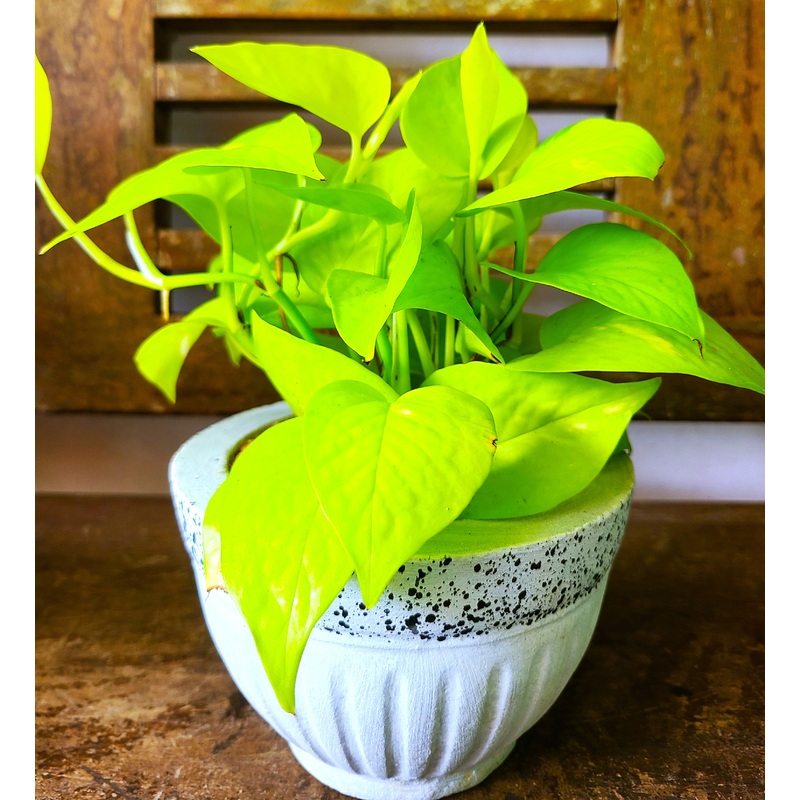 Philodendron ‘Lemon Lime’ Plant in a Cement Pot