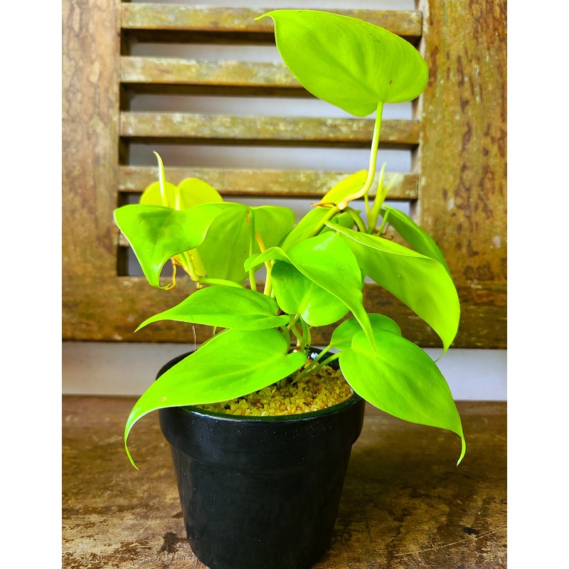 Philodendron Neon ‘Lemon Lime’ Plant in a Ceramic Pot