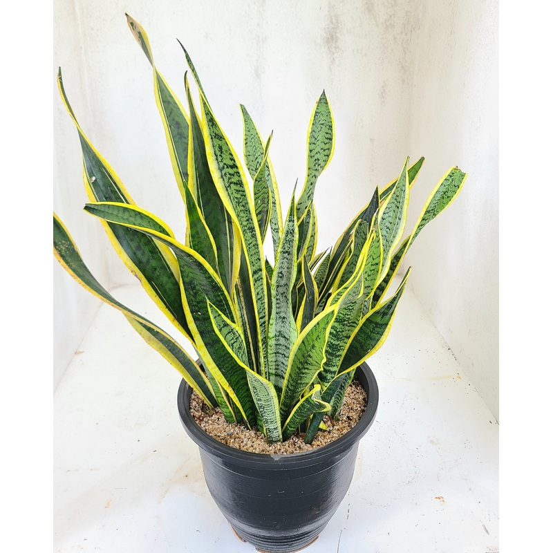 Sansevieria Trifasciata Plant in a Black Plastic Pot
