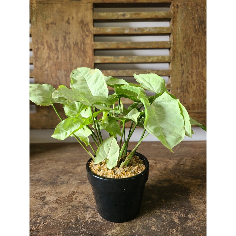 Syngonium White Plant In a Black Ceramic Pot