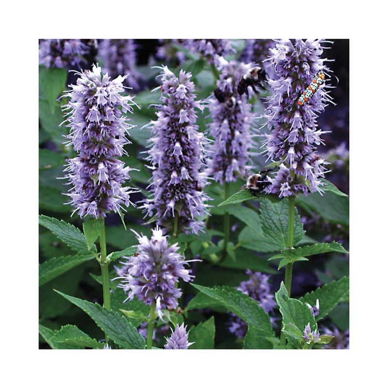 Agastache Blue Fortune|1 Established 9cm Plant