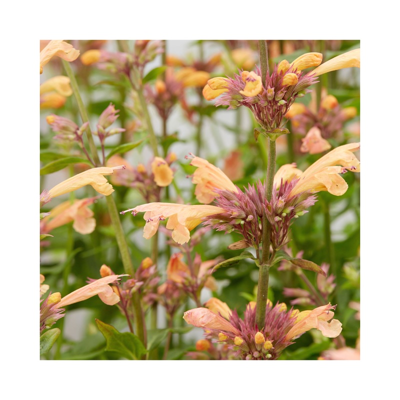 Agastache Mango Tango|1 Established 9cm Plant