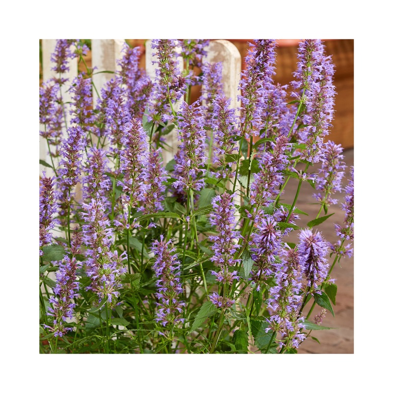 Agastache Purple Haze|1 Established 9cm Plant