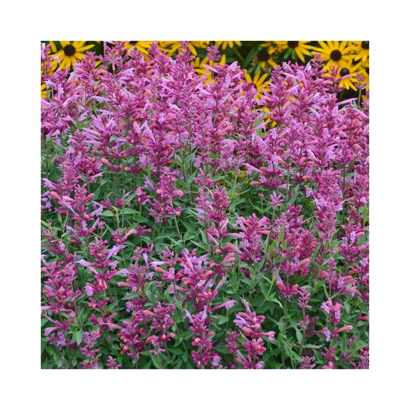 Agastache Rosie Posie|1 Established 9cm Plant