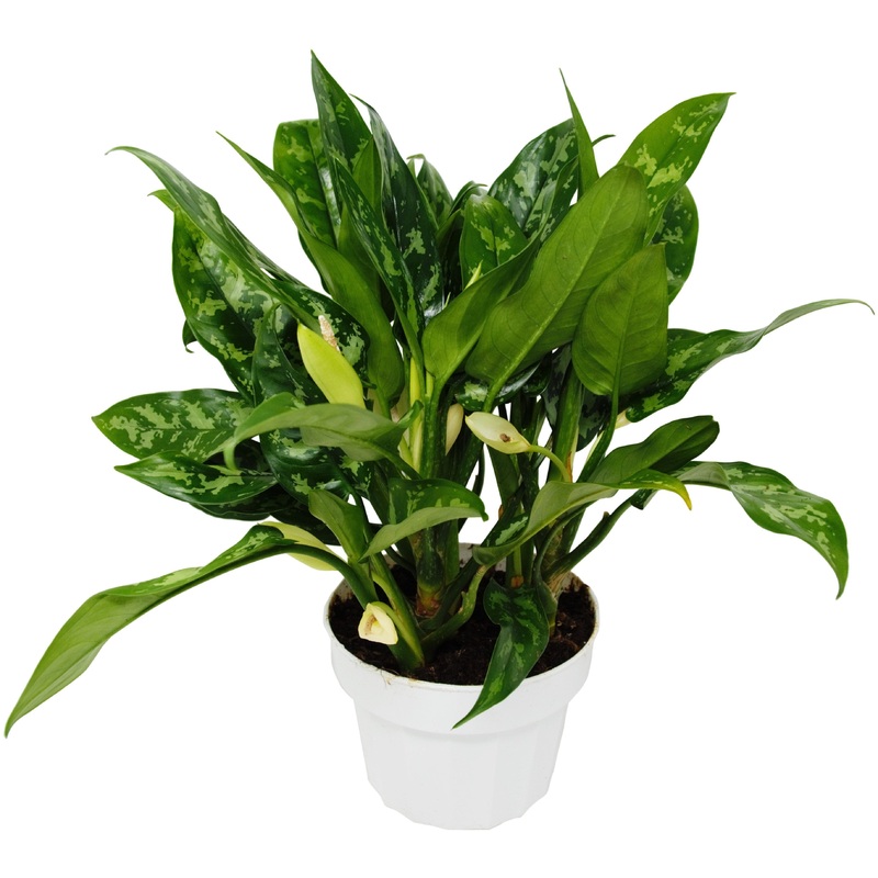 Aglaonema ‘Maria’|6″ Pot