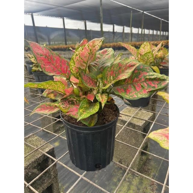 Aglaonema Siam Red