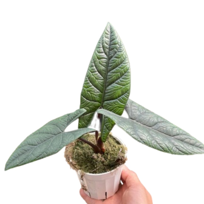 Alocasia ‘Scalprum’|4″ Pot