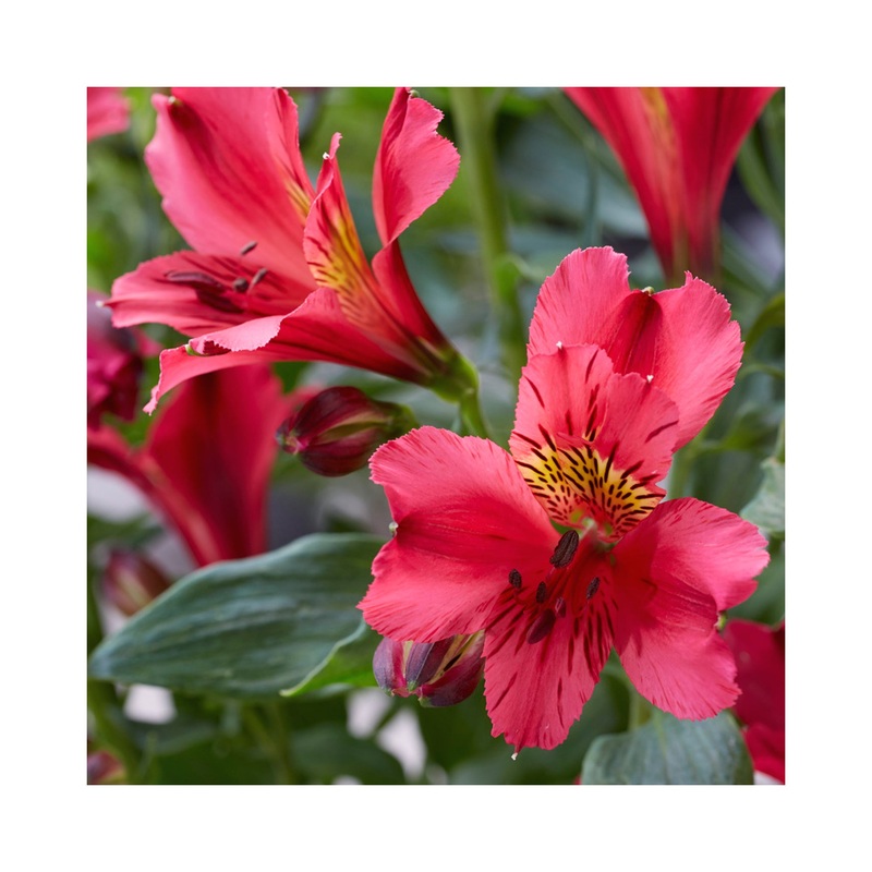 Alstroemeria  Duke Arthur|1 Established 9cm Plant
