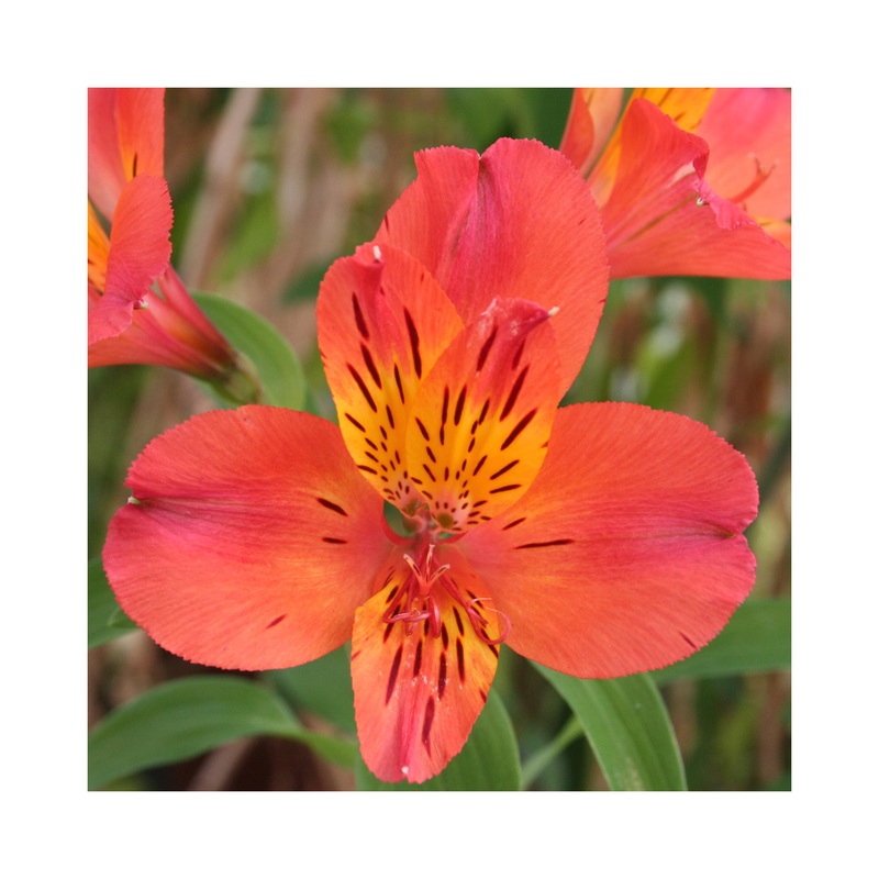 Alstroemeria  Duke Louis|1 Established 9cm Plant