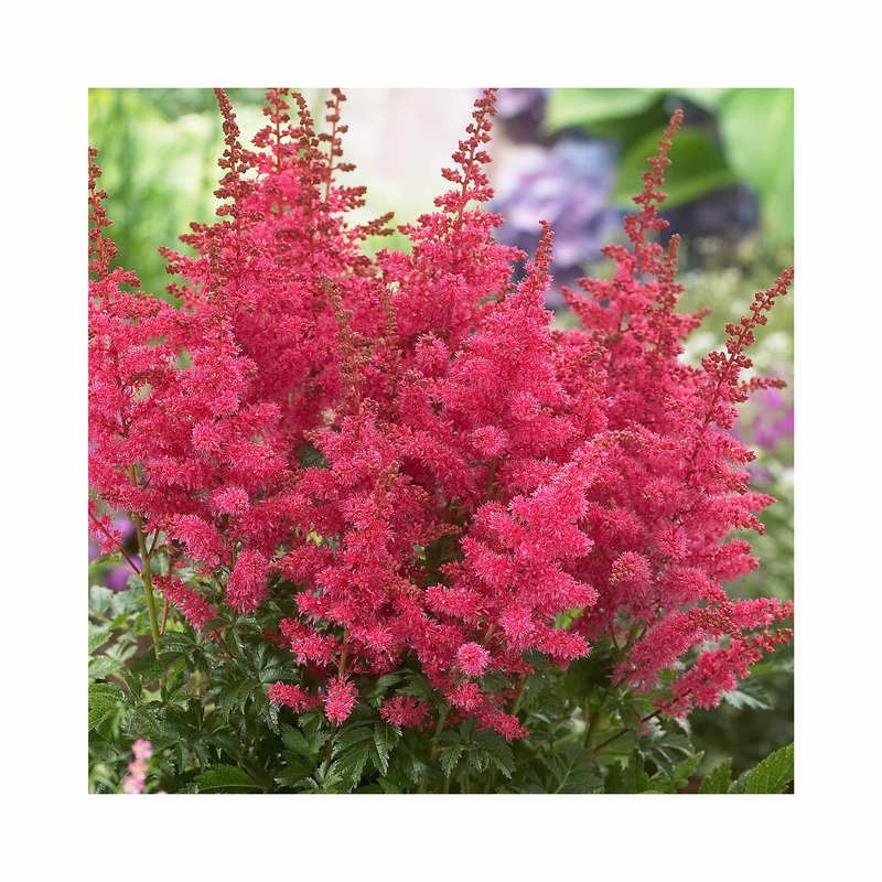 Astilbe Younique Carmine|1 Established 9cm Plant