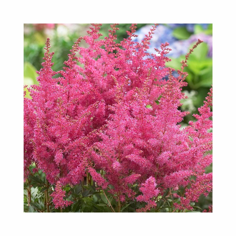 Astilbe Younique Lilac|1 Established 9cm Plant