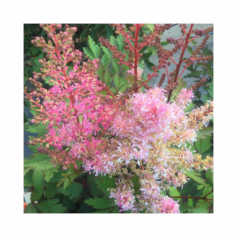 Astilbe Younique Pink|1 Established 9cm Plant