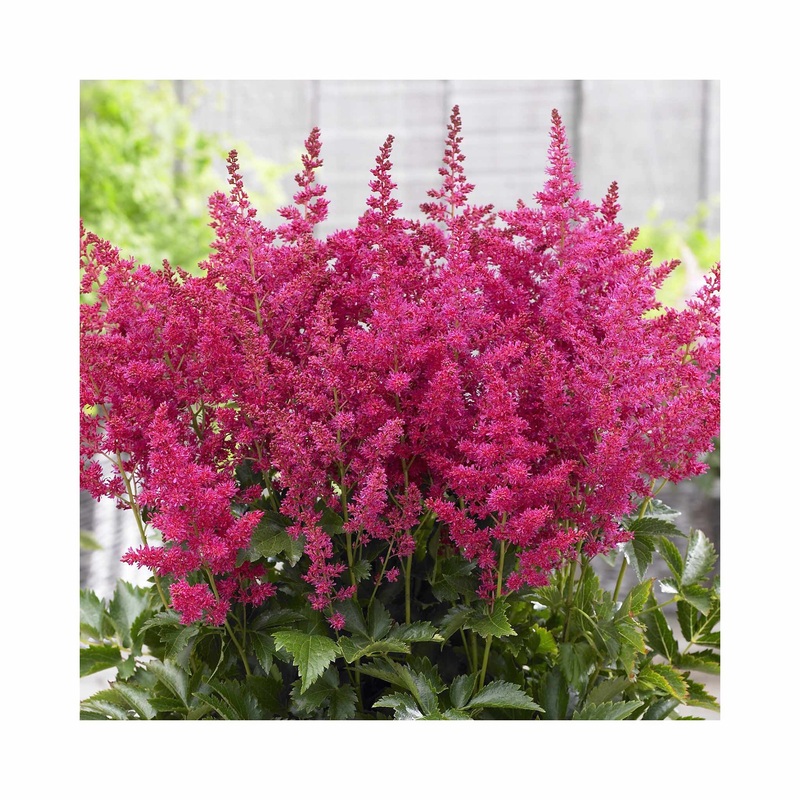 Astilbe Younique Ruby Red|1 Established 9cm Plant