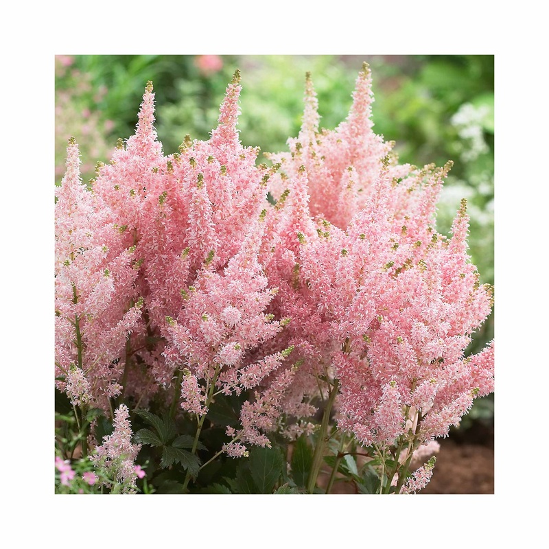 Astilbe Younique Salmon|1 Established 9cm Plant