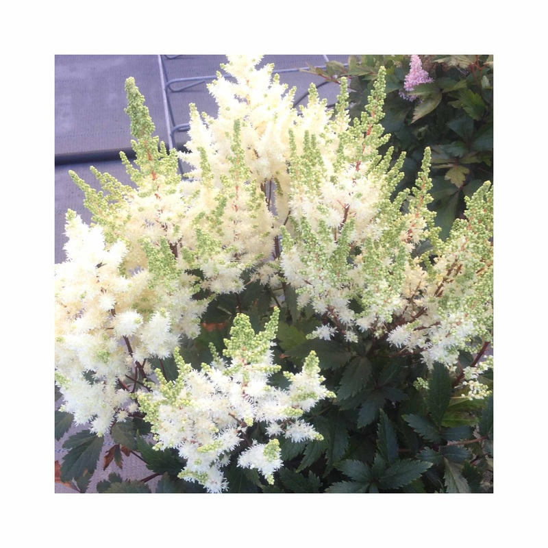 Astilbe Younique White|1 Established 9cm Plant