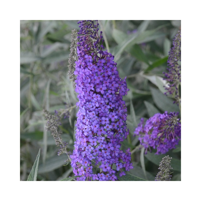 Buddleja Monarch Blue Knight|1 Established 9cm Plant