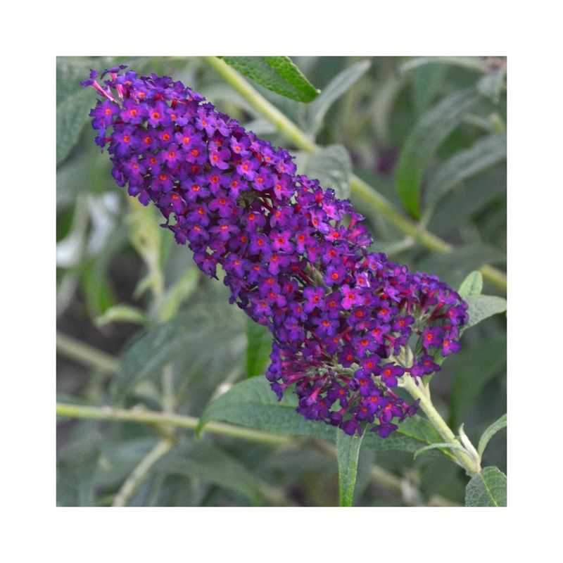 Buddleja Monarch Dark Dynasty|1 Established 9cm Plant