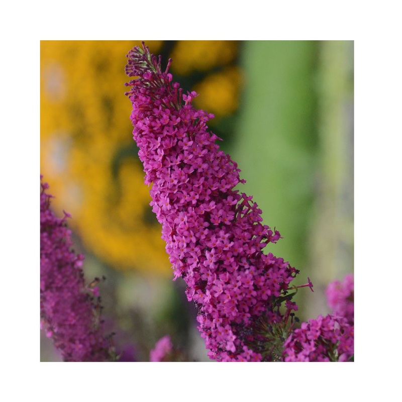 Buddleja Monarch Queen Hearts|1 Established 9cm Plant