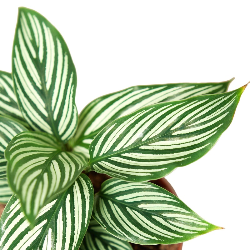 Calathea ‘Vittata’|4″ Pot