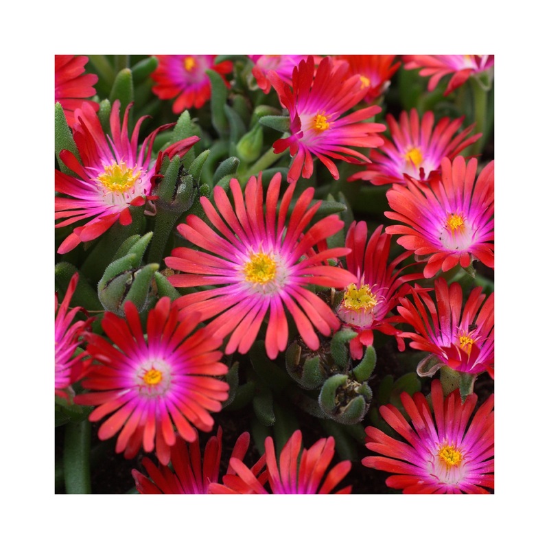 Delosperma Desert Jewels Garnet