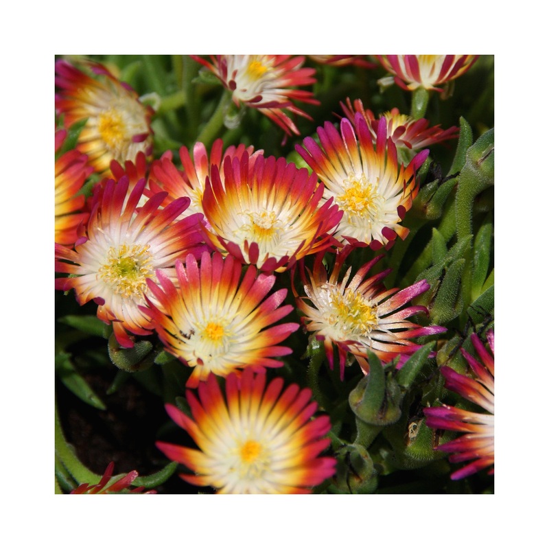Delosperma Desert Jewels Ruby|1 Established 9cm Plant