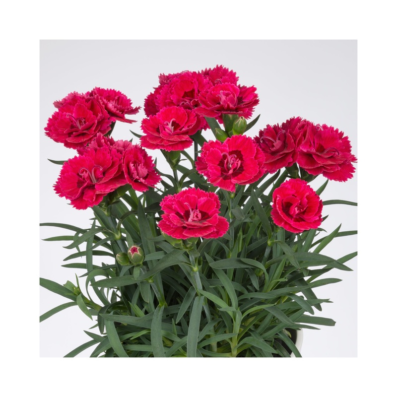 Dianthus Dinamic Cherry|3 Starter Plants|1 Established 9cm Plant