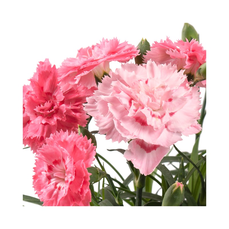 Dianthus Dinamic Peachy Pink|3 Starter Plants|1 Established 9cm Plant