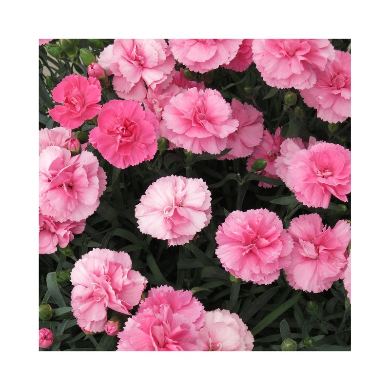 Dianthus Dinamic Pink|3 Starter Plants|1 Established 9cm Plant