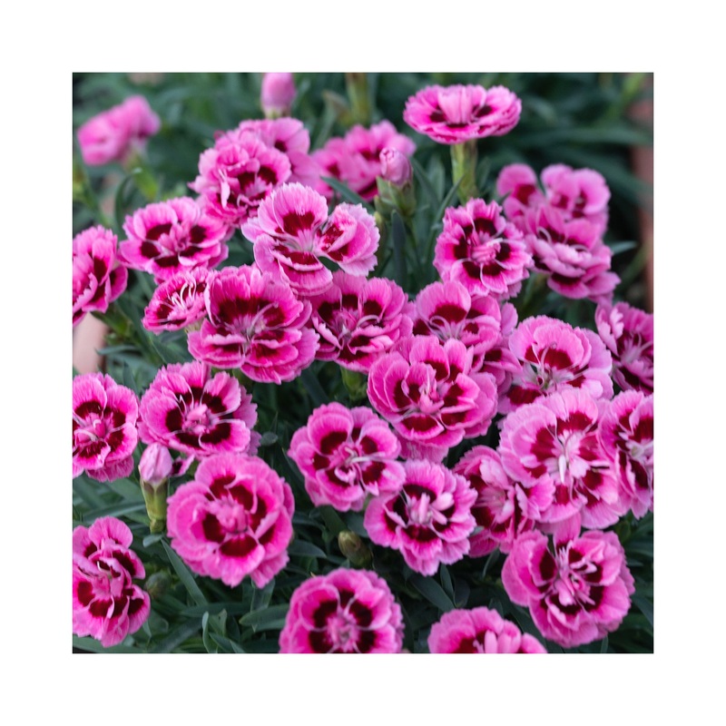 Dianthus Dinamic Pink Eye|3 Starter Plants|1 Established 9cm Plant