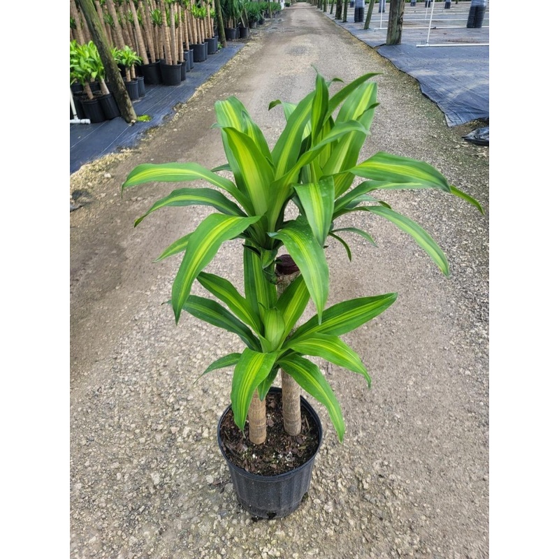 Dracaena Mas Canes